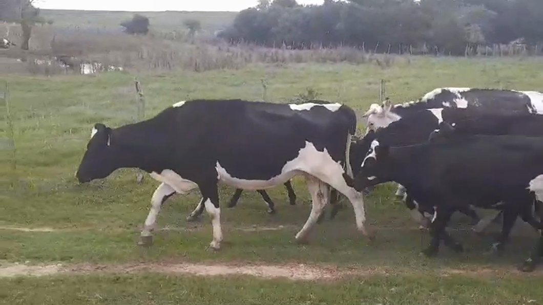 Lote (Vendido)12 Piezas de cría a remate en #43 Pantalla Carmelo  en VIBORAS Y VACAS