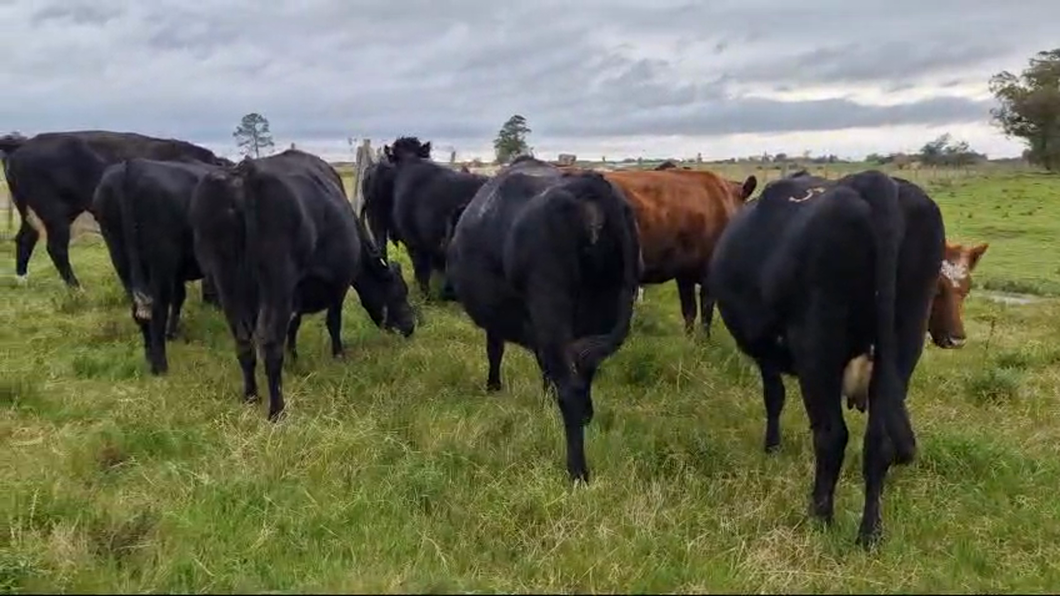 Lote 12 Vacas de Invernada Cruzas a remate en Pantalla Camy  en Cosmopolita