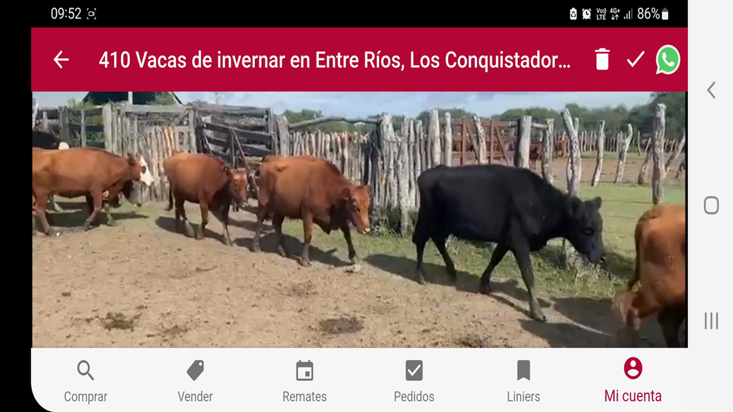 Lote 410 Vacas de invernar en Los Conquistadores, Entre Ríos