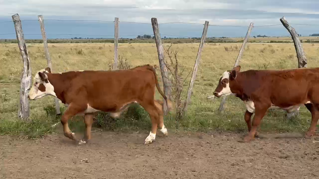 Lote 75 Terneras