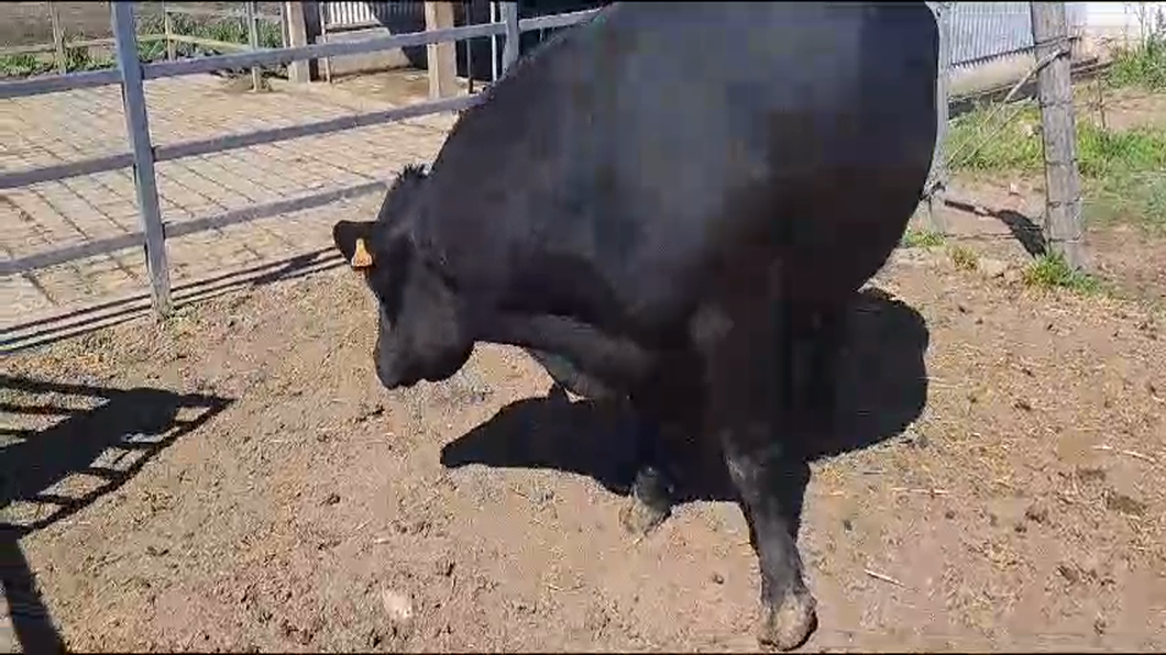 Lote Toros ABERDEEN ANGUS a remate en 9° Entre Martillos en RUTA 1 KM 85