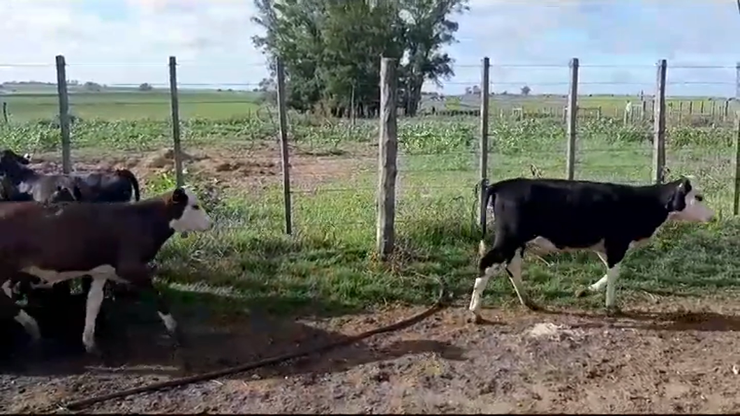 Lote (Vendido)18 Terneras HOLANDO Y CRUZAS a remate en #41 Pantalla Carmelo  85kg -  en LA HORQUETA