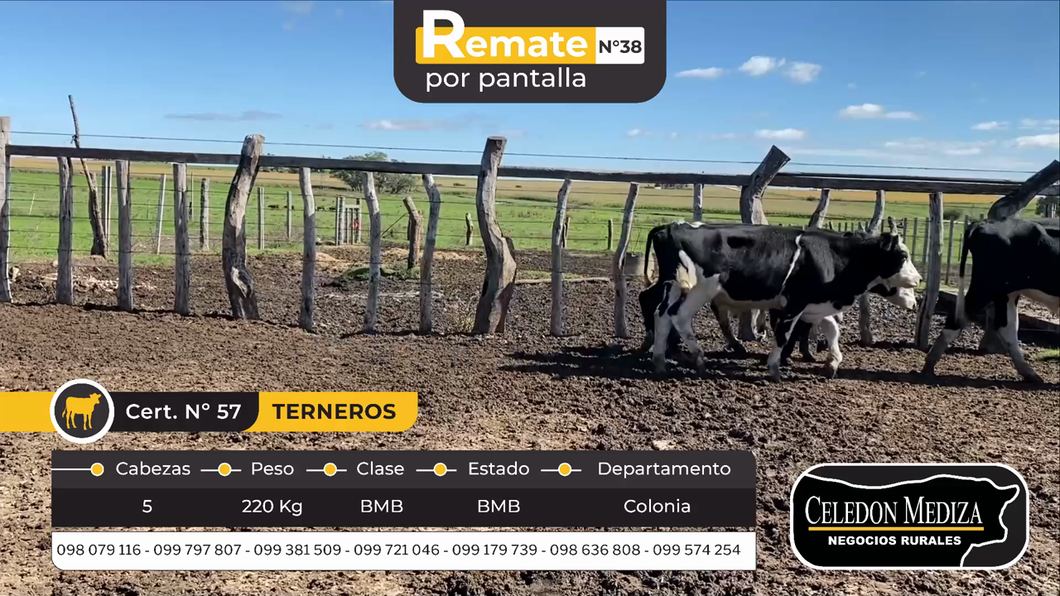 Lote 5 Terneros en La Horqueta, Colonia