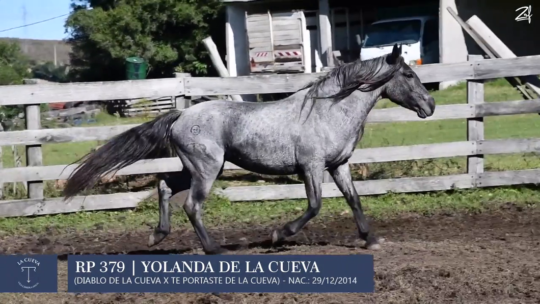 Lote Potra