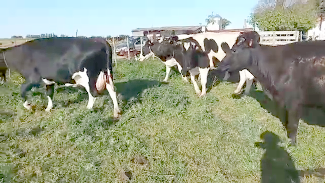 Lote 6 Vacas de Invernada HOLANDO a remate en REMATE POR PANTALLA 630kg - , San José