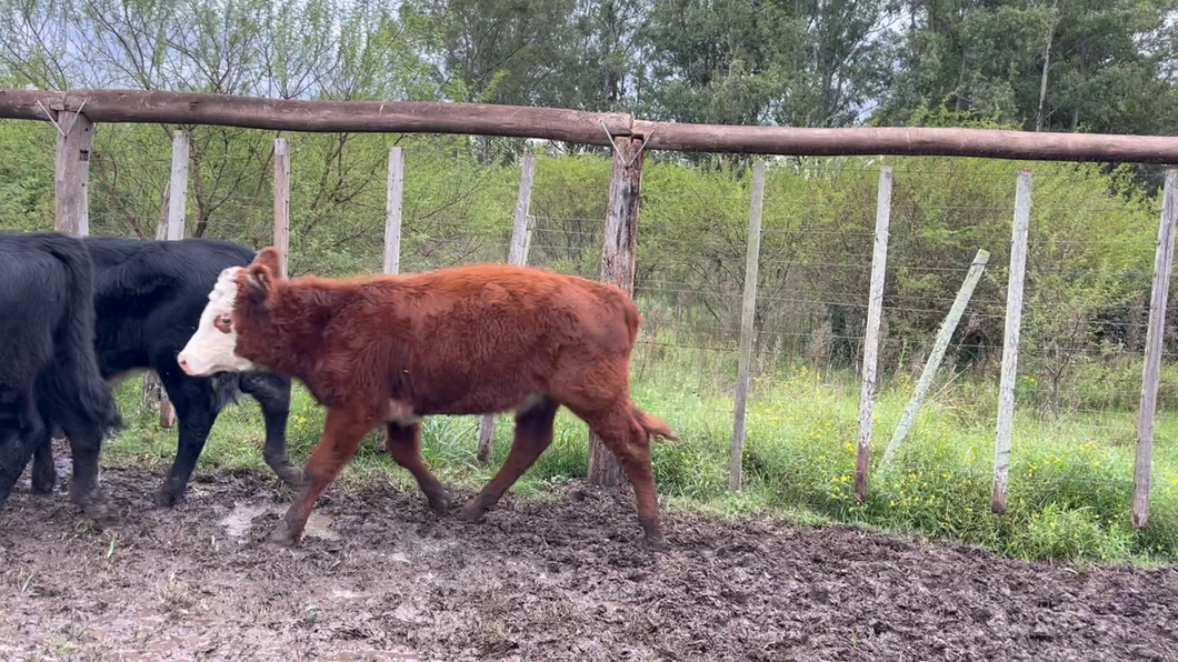 Lote TERNEROS Y TERNERAS