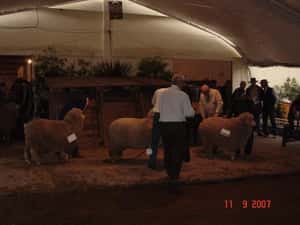 2007 - Expo Prado