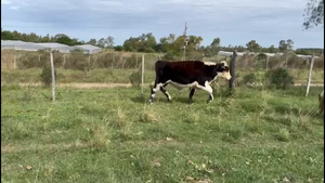  TERNEROS Y TERNERAS