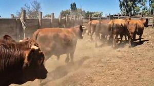  45 Novillo Gordo en Pelarco, VII  Región Maule