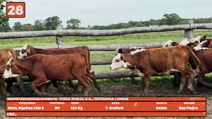  LOTE 28