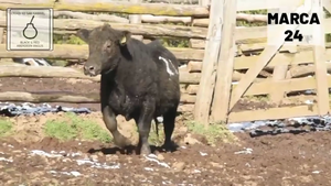  1 Toro