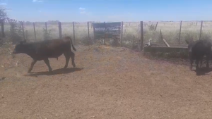  58 Terneros A TÉRMINO en Coronel Pringles