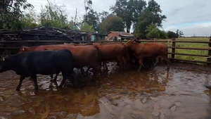  26 Vaquilla Engorda en Perquenco, IX Región Araucanía