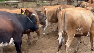  23 Vaquilla Gorda en Melipilla, Región Metropolitana