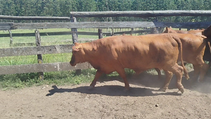  6 Vacas nuevas Preñadas en Entre Ríos, Federación