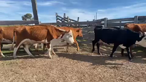 35 Vacas de Invernada en Arroyo Blanco, Rivera
