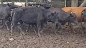  220 Vacas de invernar en Pirané, Formosa