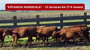 TERNERAS RED ANGUS (7 a 9 MESES) — Escritorio Dutra LTDA.
