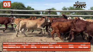  LOTE 3