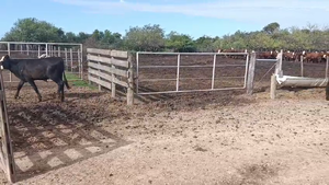  50 Novillitos y vaquillonas Brangus en Cululú, Santa Fe