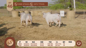  TOROS BRAHMAN 24 MESES