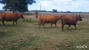  20 Vacas usadas preñadas