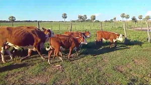  130 Vacas C/ cria Braford en Esquina, Corrientes