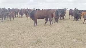  147 Vacas nuevas C/ cria en Buenos Aires, Pigüé