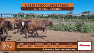  Lote 12