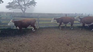  VACAS PREÑADAS
