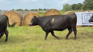  9 Vacas medio uso C/ gtia de preñez
