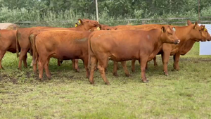  9 Vacas nuevas Preñadas