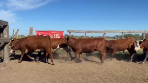  100 Vaquillonas en Entre Ríos, San Jaime
