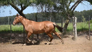  EL  GAVILÁN  REFINADA