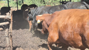  45 Novillo Gordo en Yerbas Buenas, VII  Región Maule