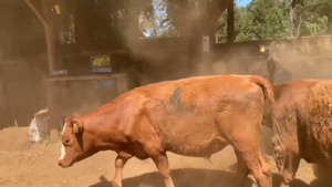  20 Ternero en Gorbea, IX Región Araucanía