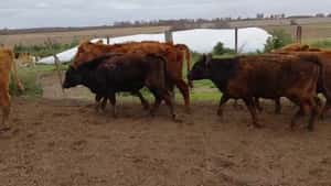 Machos- Arrecifes Bs As — CAMPOS Y GANADOS S.A.