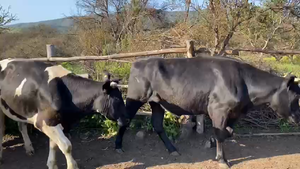  20 Novillo Gordo en La Ligua, V Región Valparaíso