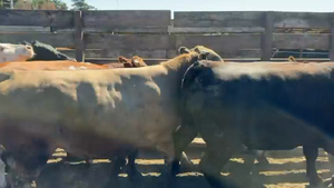  20 Novillo Gordo en Los Ángeles, VIII Región Biobío