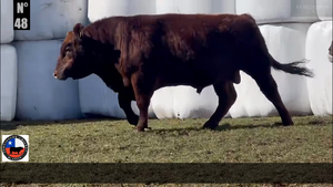  1 Toro
