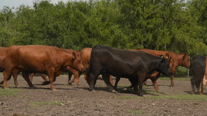  32 Vaca Exportacion