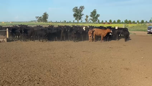  70 Terneras en Gral. Villegas