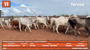 LOTE 11