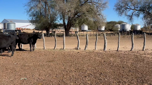  90 Vacas CUT preñadas en La Pampa, Carro Quemado