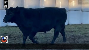  1 Toro