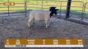  LOTE 78