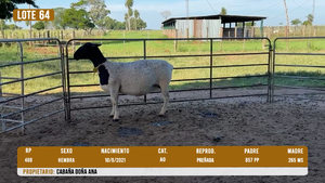  LOTE 64