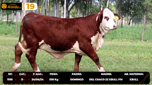  LOTE 19