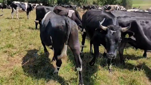  45 Novillo Gordo en Corral, XIV Región Los Ríos