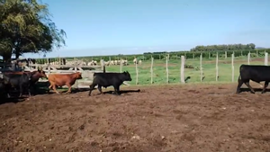  60 Terneros en Pehuajó